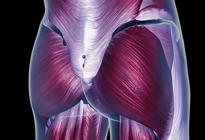 چگونه باسن بزرگ و گرد داشته باشیم؟ تقویت عضلات باسنی تصویری